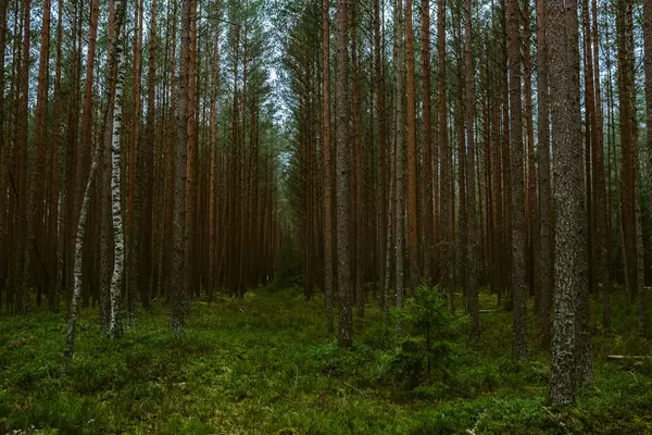 Green Misty Forest Landscape Path