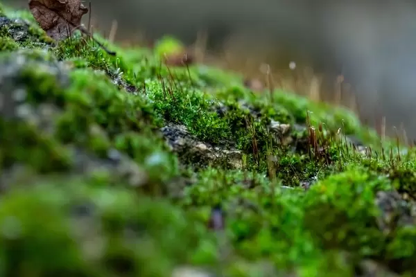Green moss on the stone