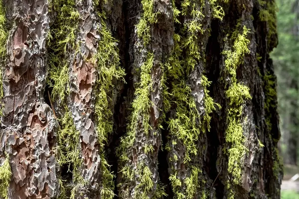 Green moss on tree bark