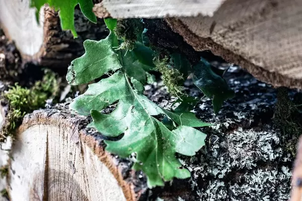 Green Oak Leaf on a Pile Of Logs