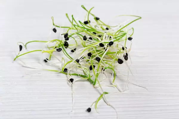 Green onion germ on white wooden background
