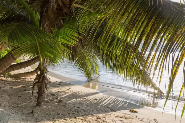 Green palm leaves touch the sand of Port Glaud Beach at Seychelles Island Mahé, next to the Indian Ocean