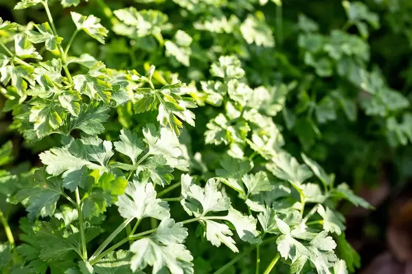 Green Parsley leaf background