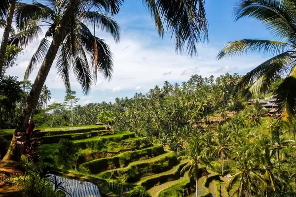 Green rice field in Bali