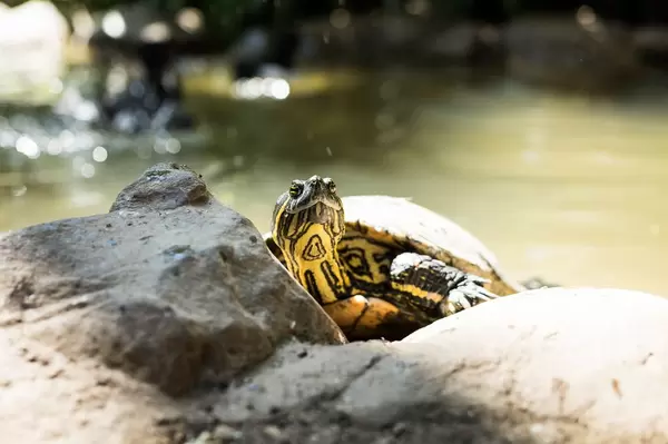 Green slider turtle (Flip 2019)