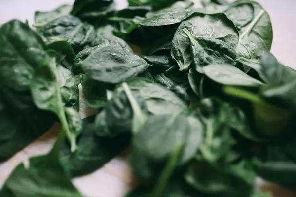 Green spinach close up