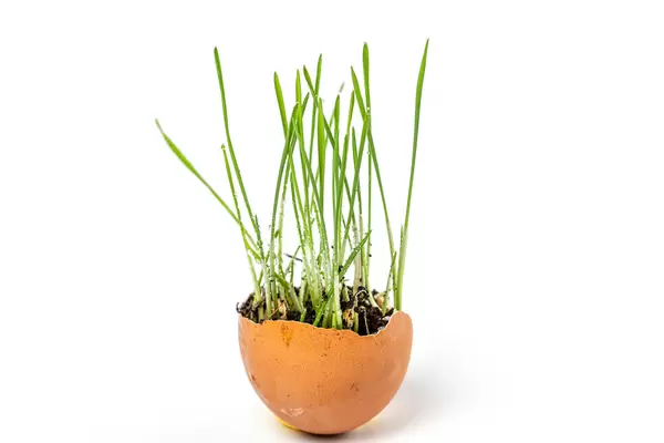 Green sprouts of wheat in eggshell
