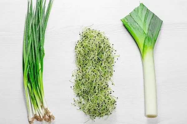Green young onion, leek and micro green onion. The view from the top