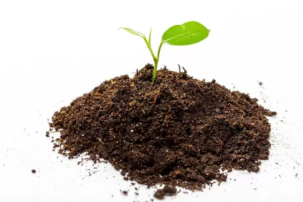 Green young sprout growing from soil (Flip 2019)