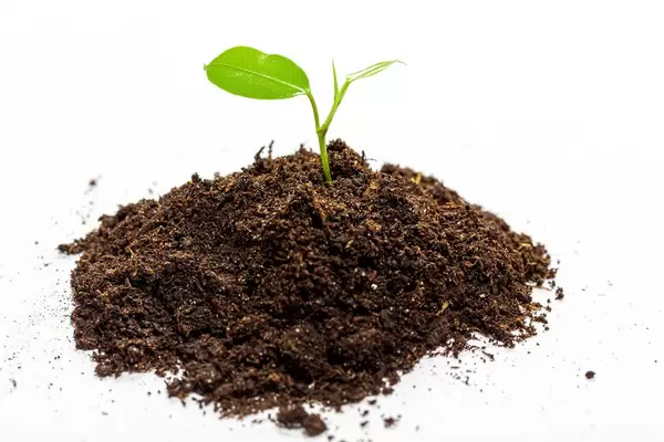 Green young sprout growing from soil