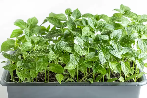Green young sweet pepper sprouts, spring seedlings