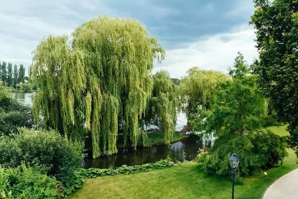 Greenery with willow trees overlooking the lake near Schwerin castle