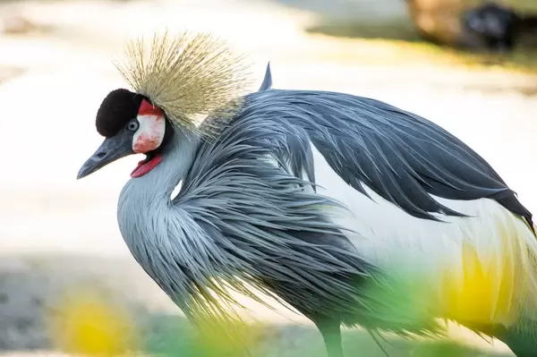 Grey crowned crane bird (Flip 2019)