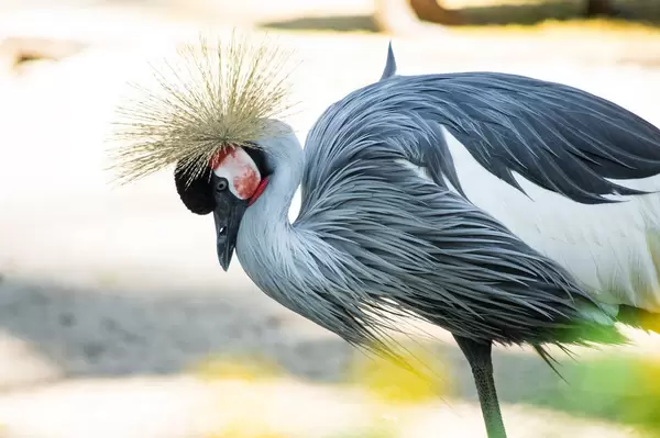 Grey crowned crane looking down (Flip 2019)