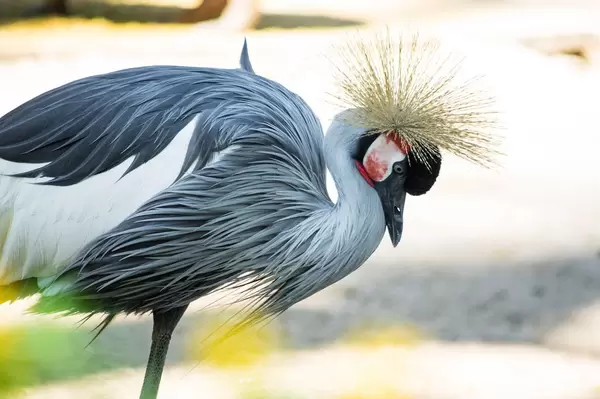 Grey crowned crane looking down