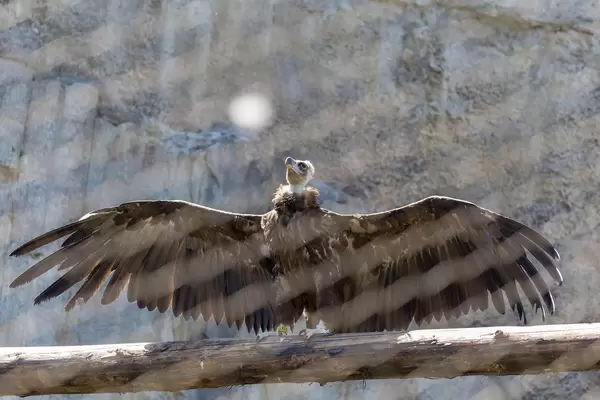 Griffon vulture - Gyps fulvus