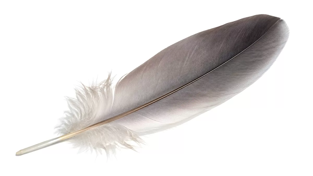 Große graue Vogelfeder auf weißem Hintergrund