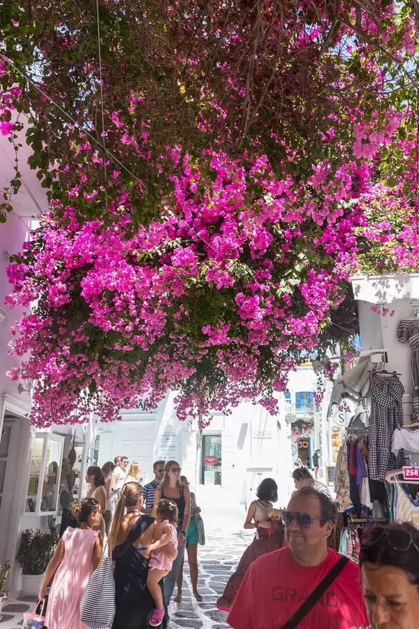 Große Bougainvillea-Pflanze über den Köpfen der Touristen in einer Gasse von Mykonos (Griechenland)