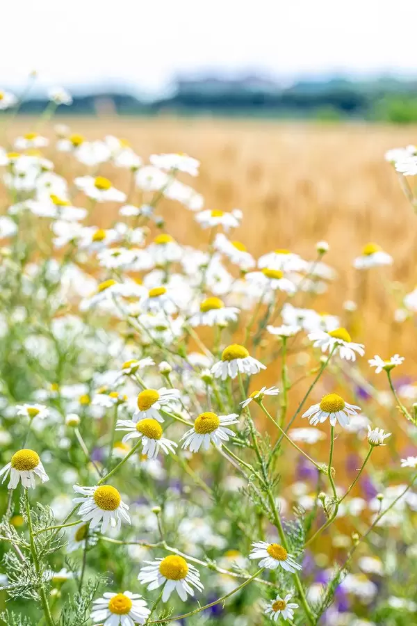 Große Gänseblümchen in einem Feld im Sommer auf dem Land