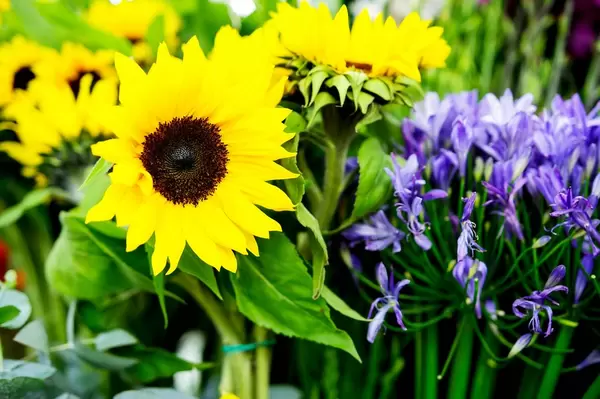 Große gelbe Sonnenblumen