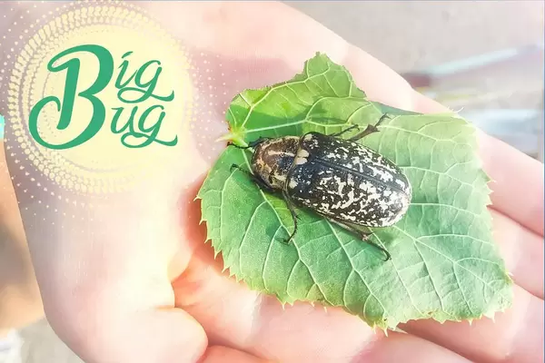 Große Käfer (Big Bug)