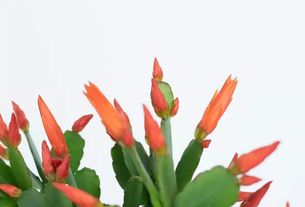 Growing Easter cactus