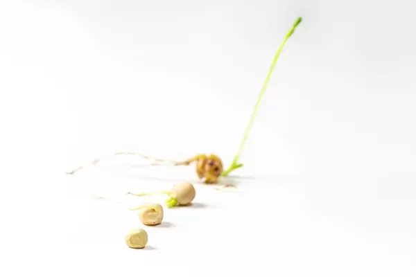 Growth stages of pea seeds on white background (Flip 2019)