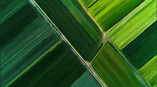 Grüne Ackerflächen mit präzisen Linien aus der Luft