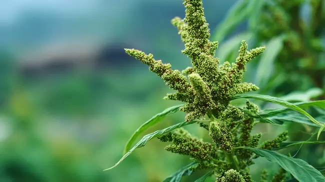 Grüne Amaranth-Pflanze in natürlicher Umgebung