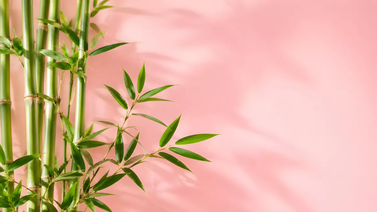 Grüne Bambuszweige vor rosa Hintergrund