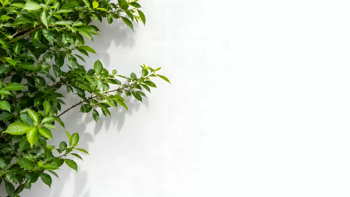 Grüne Baumäste vor weißer Wand im Sonnenlicht