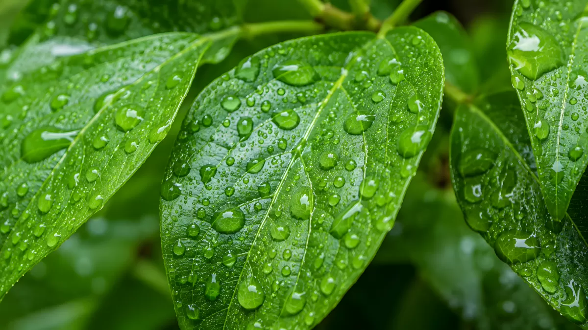 Grüne Blätter mit Wassertropfen nach dem Regen