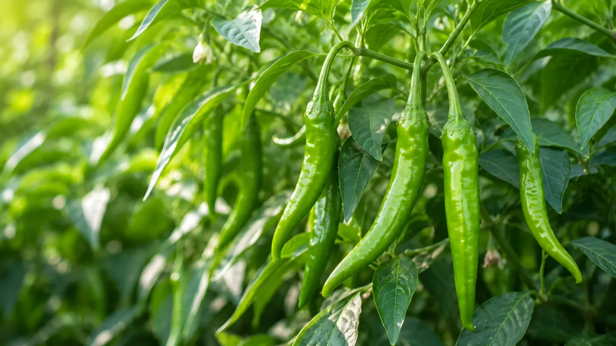 Grüne Chilischoten reifen an der Pflanze im Garten