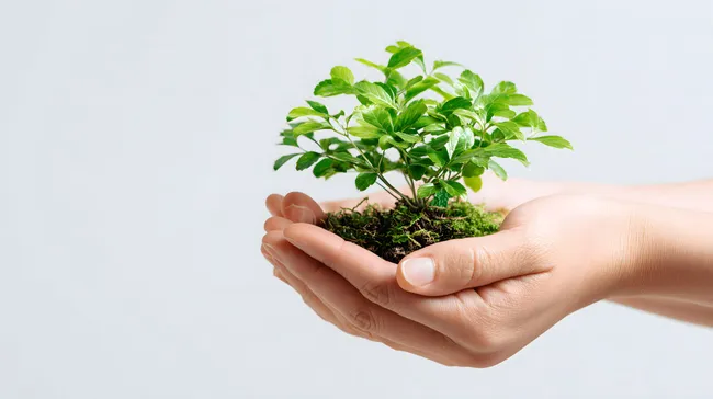 Grüne Pflanze in menschlichen Händen auf weißem Hintergrund