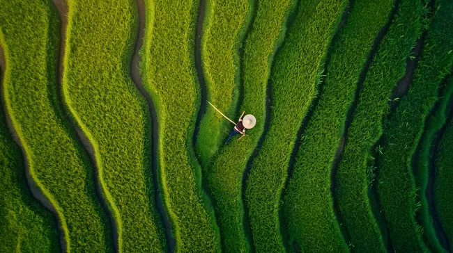 Grüne Reisfelder in Bali mit Reisbauern