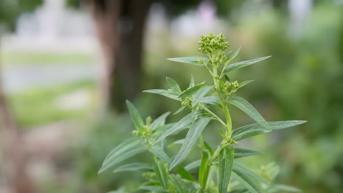 Grüne Wildpflanze mit Knospen im Garten