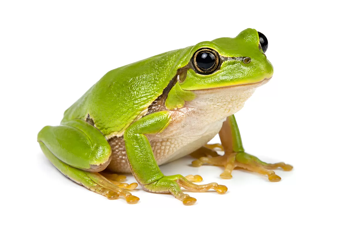 Grüner Laubfrosch in Nahaufnahme vor weißem Hintergrund