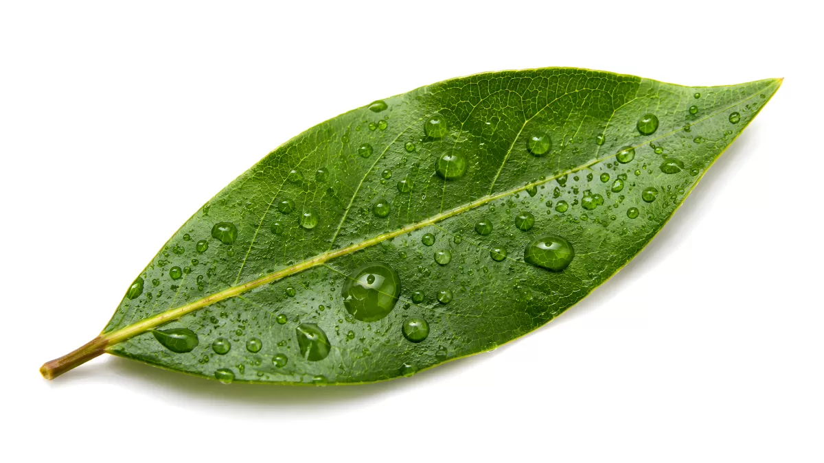 Grünes Blatt mit Wassertropfen auf weißem Hintergrund