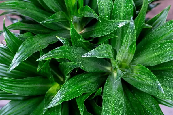 Grüne Blätter eines Dracaena Marginata Drachenbaums mit Wassertropfen Nahaufnahme