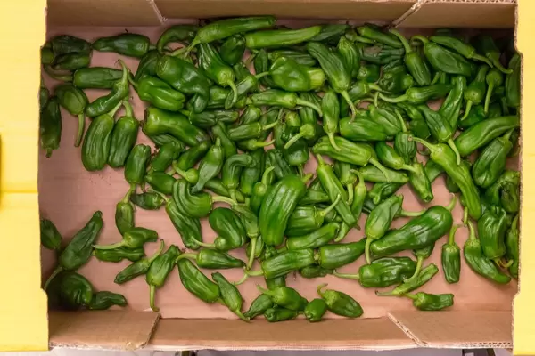 Grüne Paprikaschotten in Gemüsekiste am Timeout Market Lissabon