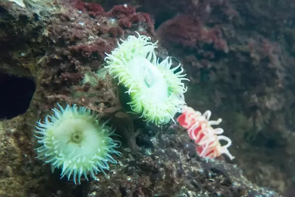 Grüne Riesenanemone (Anthopleura xanthogrammica) im Shedd Aquarium