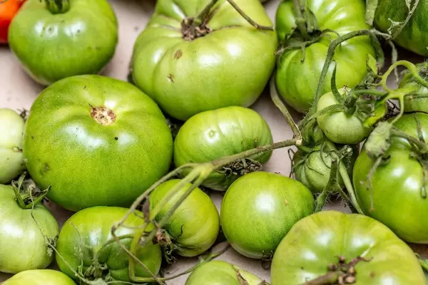Grüne Tomaten am Strauch