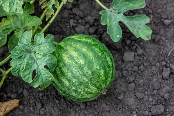Grüne Wassermelone am Strauch im Garten, mit Blättern