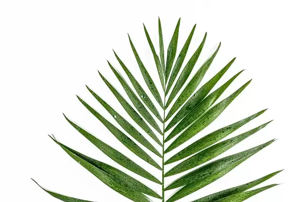 Grünes Blatt mit Wassertropfen auf weißem Hintergrund Top-view