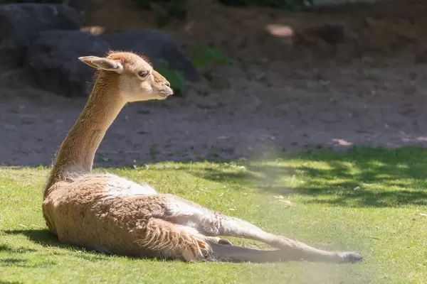 Guanaco - Lama guanicoe