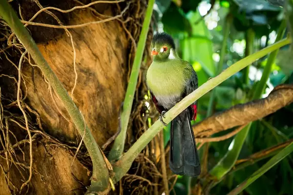 Guinea turaco bird on a tree