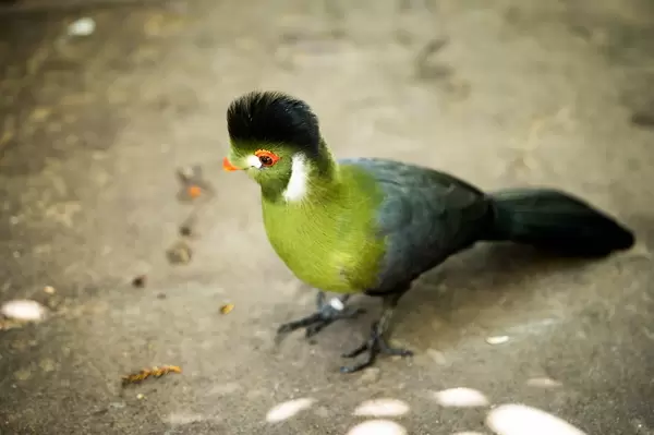 Guinea turaco bird on the floor