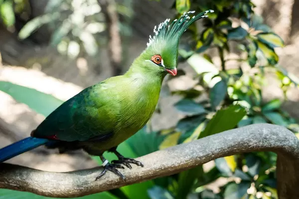Guinea turaco bird with decorated head feathers.DNG (Flip 2019)