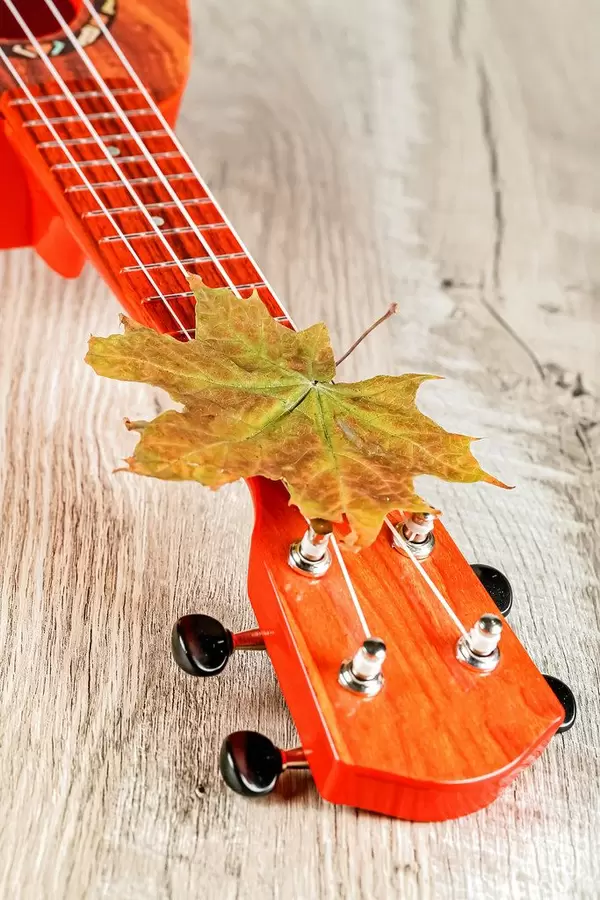 Guitar ukulele on wooden background with autumn maple leaf