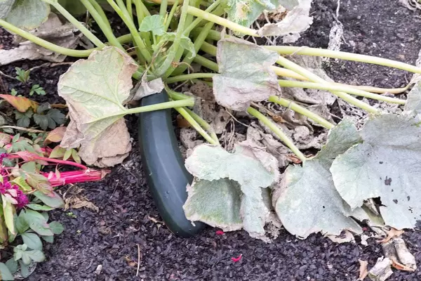 Gurke - Shedd Aquarium, Chicago